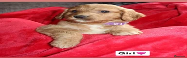 Cockapoo Puppy 5