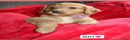 Cockapoo dogs for sale: Cockerpoo  - Advert 9