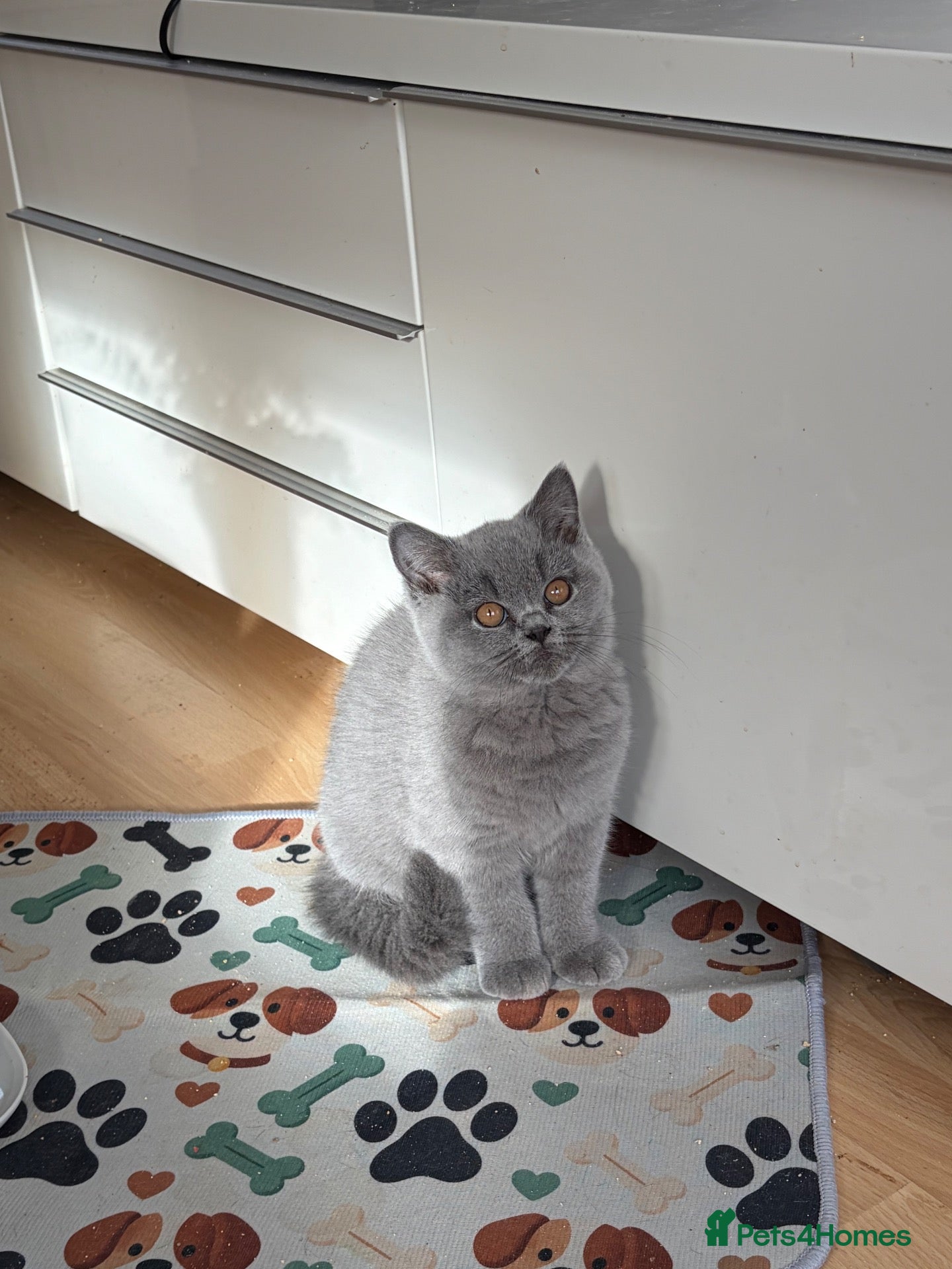 British Shorthair cats Chunky GCCF registered British Shorthair Blue boys - Advert 1