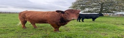 Cows & Bulls livestock for sale: 2 pedigree Dexter Heifers  - Advert 2