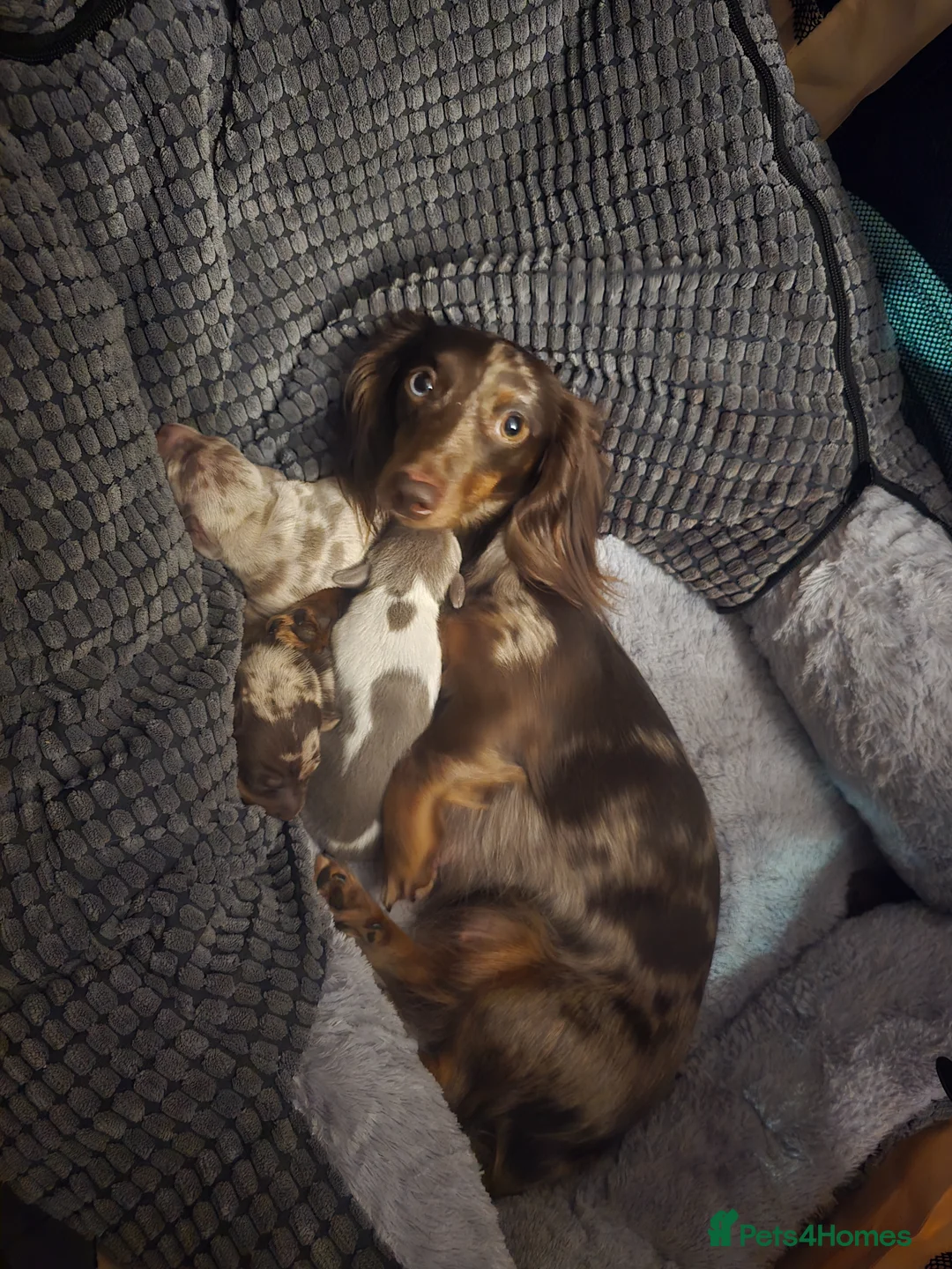 Miniature Dachshund dogs for sale: Stunning miniature dachshunds - Advert 17