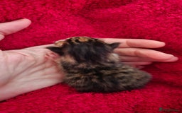 Domestic Shorthair cats for sale: Beautiful Kittens - Image 6