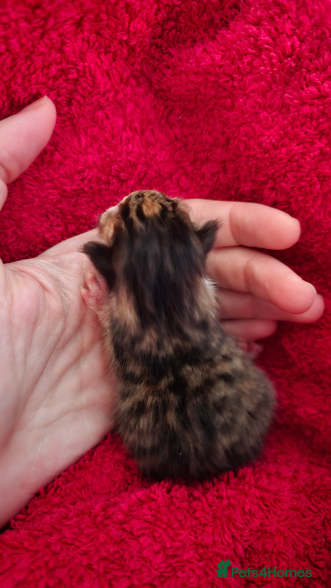 Domestic Shorthair cats for sale: Beautiful Kittens - Image 6