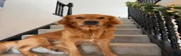 Golden Retriever dogs for stud: HANDSOME DARK GOLDEN RETRIEVER STUD-PICK OF LITTER - Advert 23