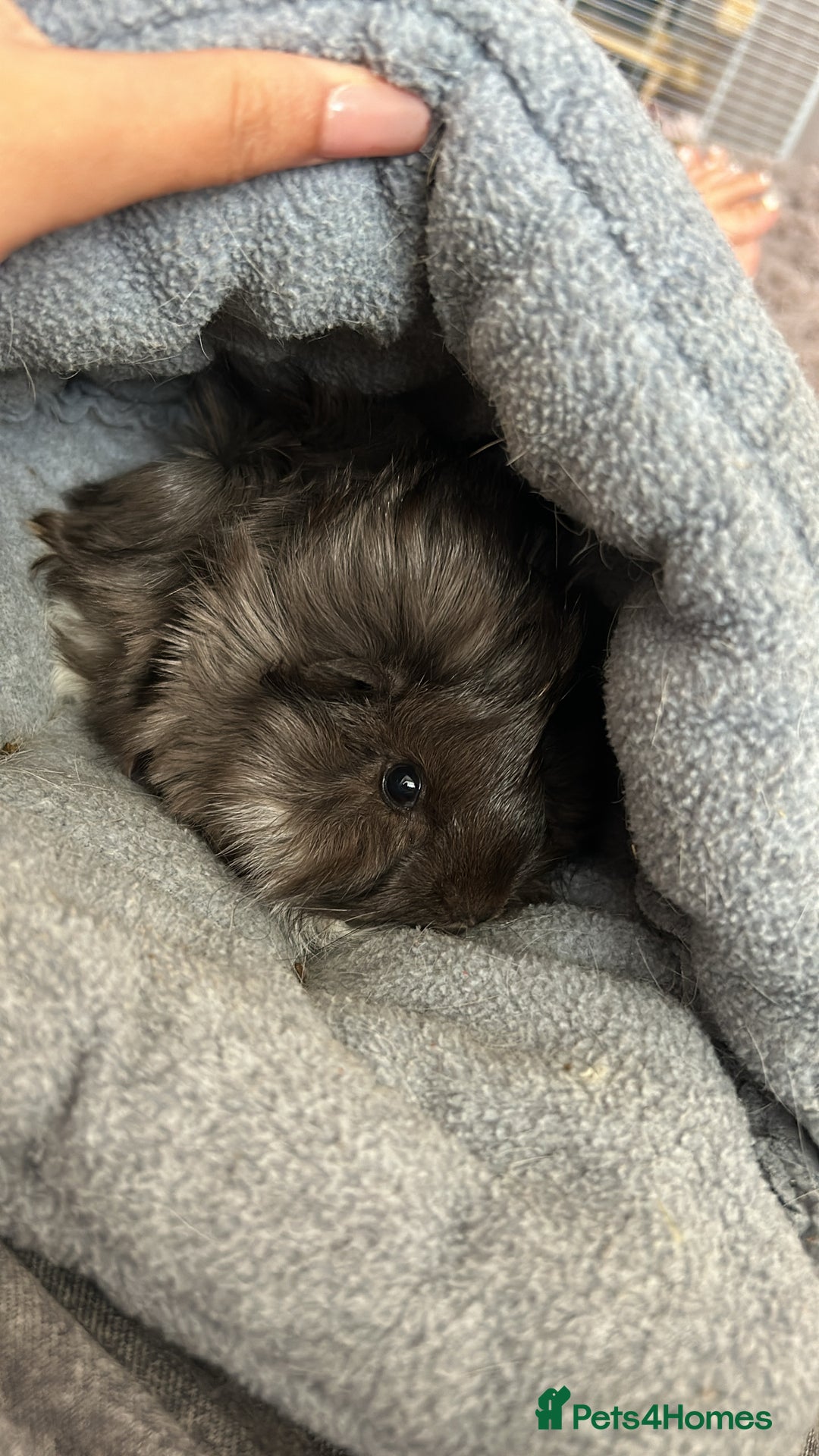 Guinea Pig rodents for sale: Female peruvian guinea pigs - Advert 2