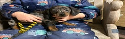 Miniature Dachshund dogs for sale: Miniature dachshunds * 3 boys left - Advert 1