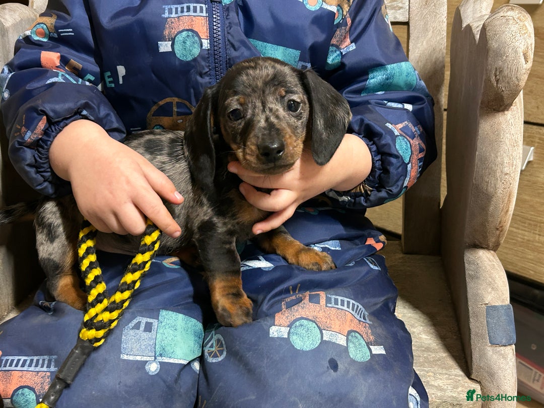 Miniature Dachshund dogs for sale: Miniature dachshunds * 3 boys left - Advert 1