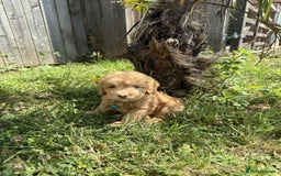 Cavapoo dogs for sale: ⭐️ Stunning ⭐️ F1b Cavapoos ⭐️ Ready Thursday ⭐️ - Image 14
