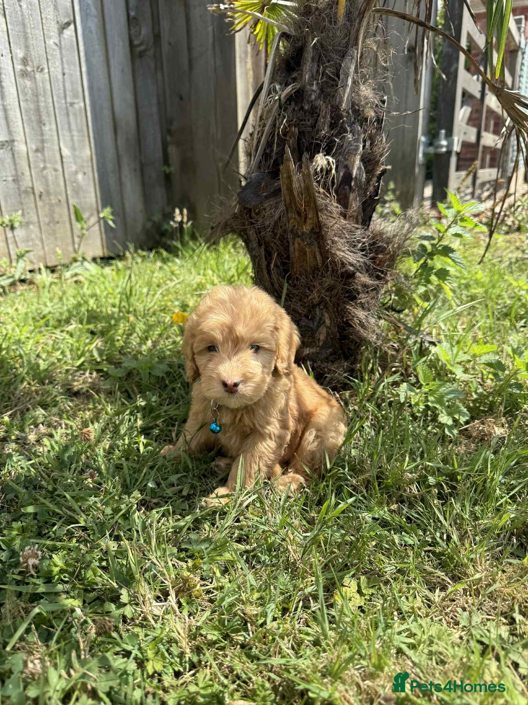 Cavapoo dogs for sale: ⭐️ Stunning ⭐️ F1b Cavapoos ⭐️ Ready Thursday ⭐️ - Image 14