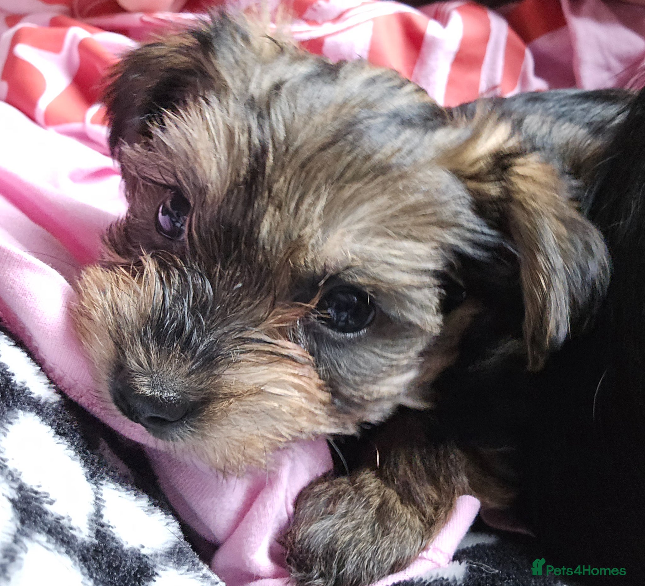 Yorkshire Terrier dogs Yorkshire Terrier Puppies - Advert 13