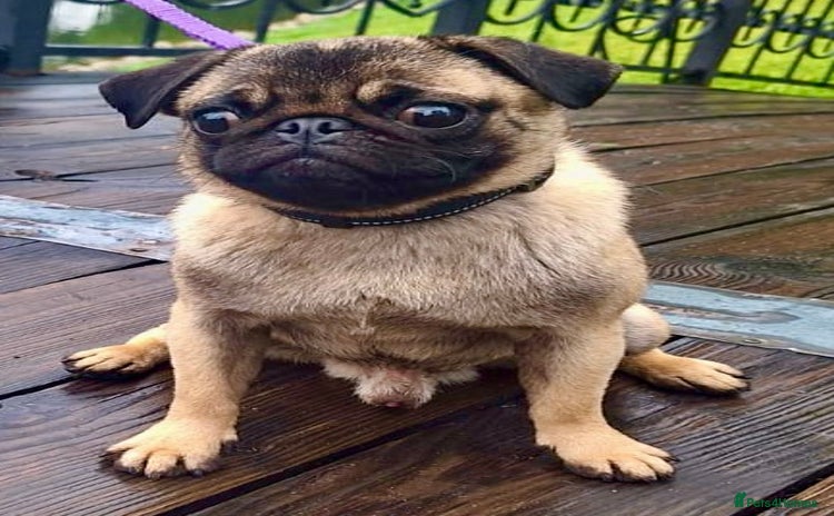 Pug dogs - Advert 4