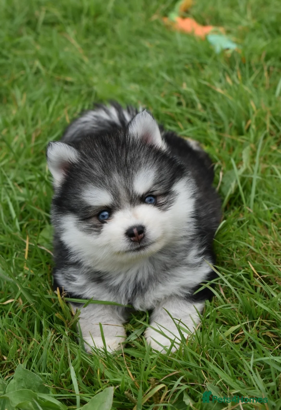 Pomsky dogs for sale: Stunning Pomsky puppies from health tested parents - Advert 24