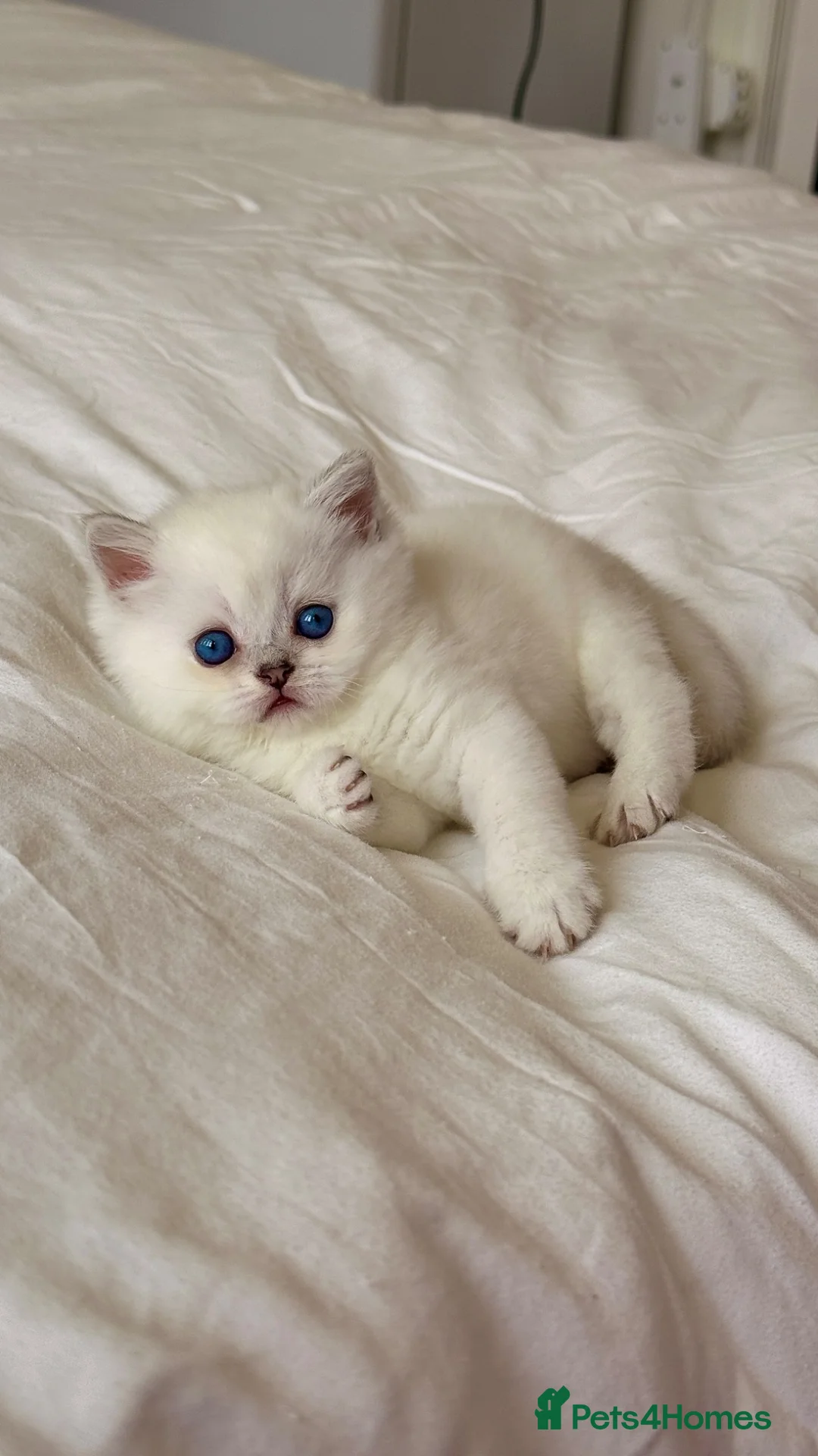 Scottish Fold cats for sale: Beautiful Scottish Fold Kittens Ready to leave  - Advert 2