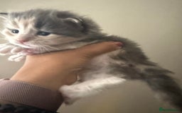 Maine Coon cats for sale: Beautiful torbie Maine Coon kittens - Image 6
