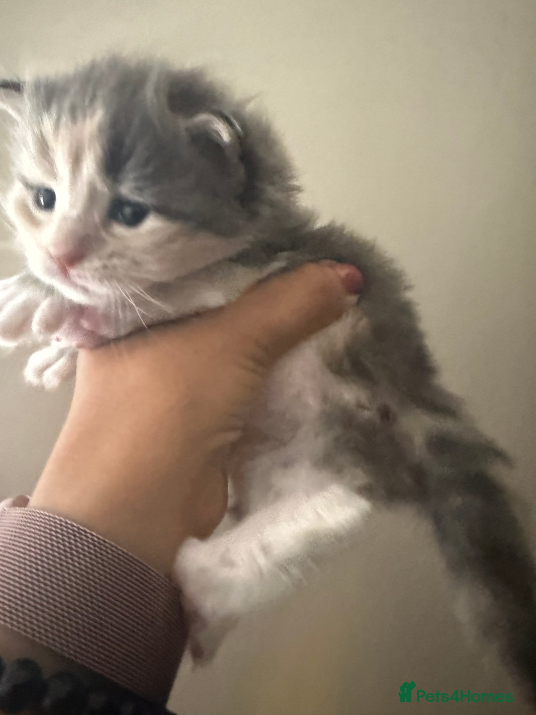 Maine Coon cats for sale: Beautiful torbie Maine Coon kittens - Image 6