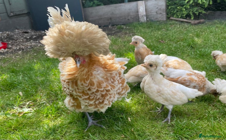 Chickens poultry - Advert 6