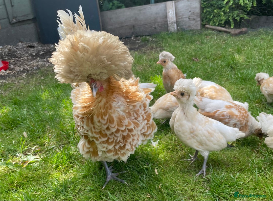 Chickens poultry for sale:  Chamois laced chicks  - Image 1