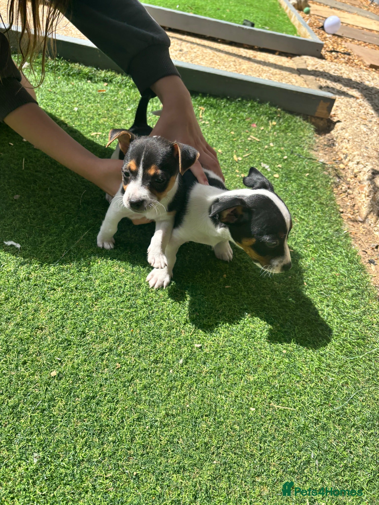 Jack Russell dogs 4  Jack Russell puppys left  - Advert 7