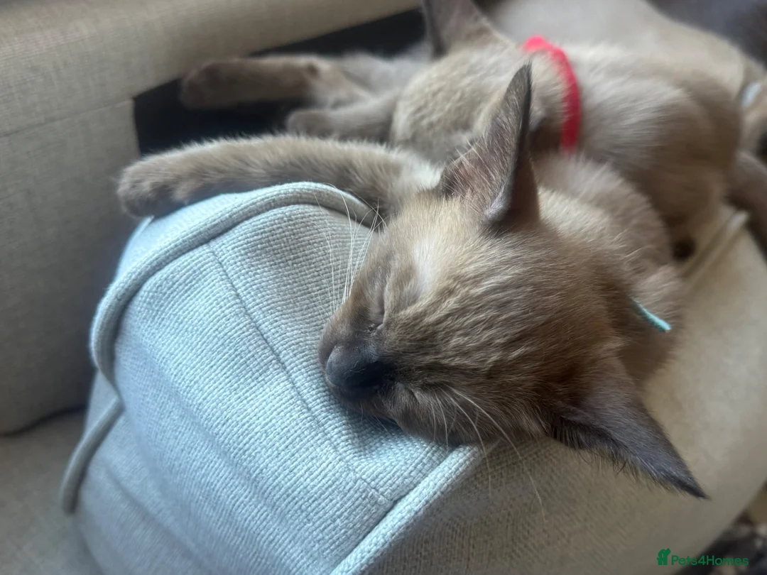 Burmese cats for sale: Beautiful Burmese cross kittens 2 left in Colchester - Advert 7