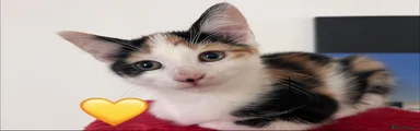 💛 Smudge (Female)