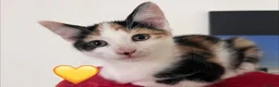 Mixed Breed cats for sale: 😻💚🩵💙🧡💛😻 - Advert 32