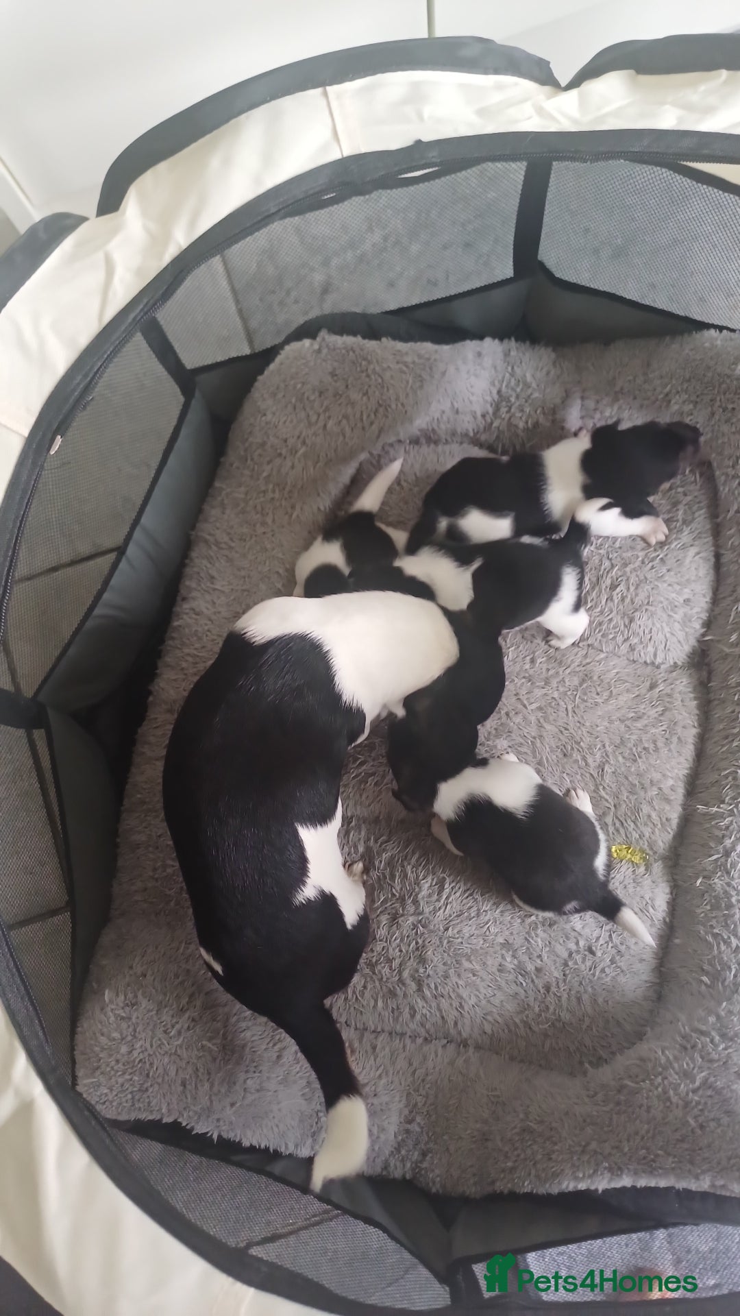 Mixed Breed dogs for sale: Chihuahua cross jack russell  - Image 7