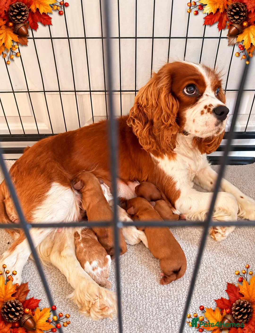 Cavalier King Charles Spaniel dogs for sale: Beautiful King Charles Spaniel Puppies  - Advert 2