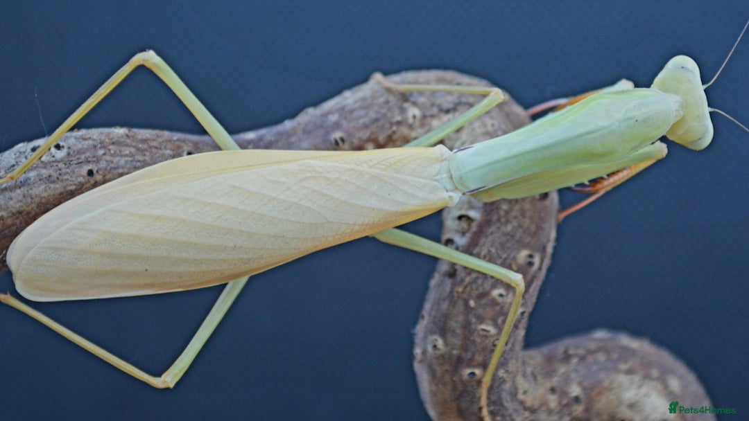 Praying Mantis invertebrates for sale: Various Praying Mantis available. - Image 3