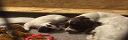 English Springer Spaniel dogs for sale: English Springer Spaniel puppies in Canterbury - Advert 6