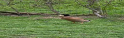Ducks poultry for sale: 3 male runner ducks  - Advert 3