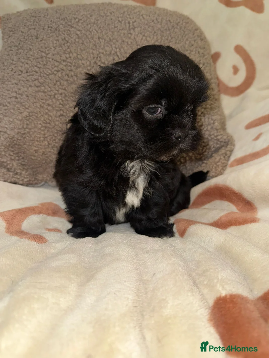 Shih Tzu dogs for sale: Stunning Black Shih Tzu Puppies - Advert 32