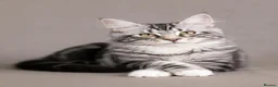 Maine Coon cats for sale: Stunning Maine Coon kittens ready for a new home. - Advert 7