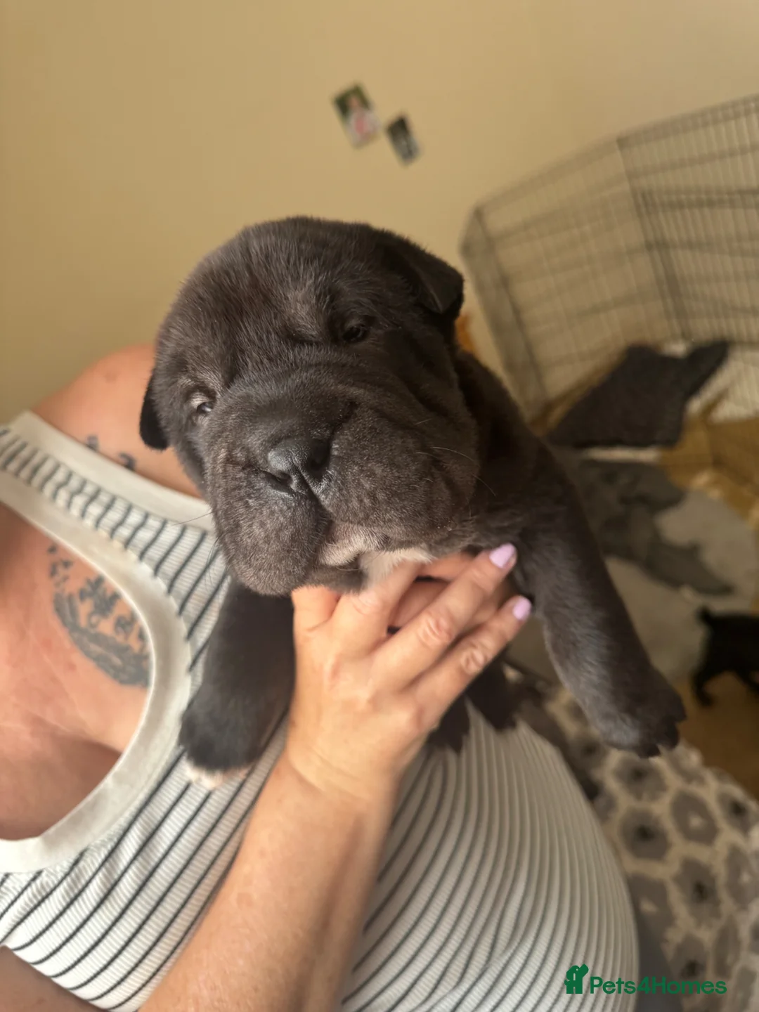 Shar Pei dogs for sale: Two beautiful Male Shar pei  in Wolverhampton - Advert 3