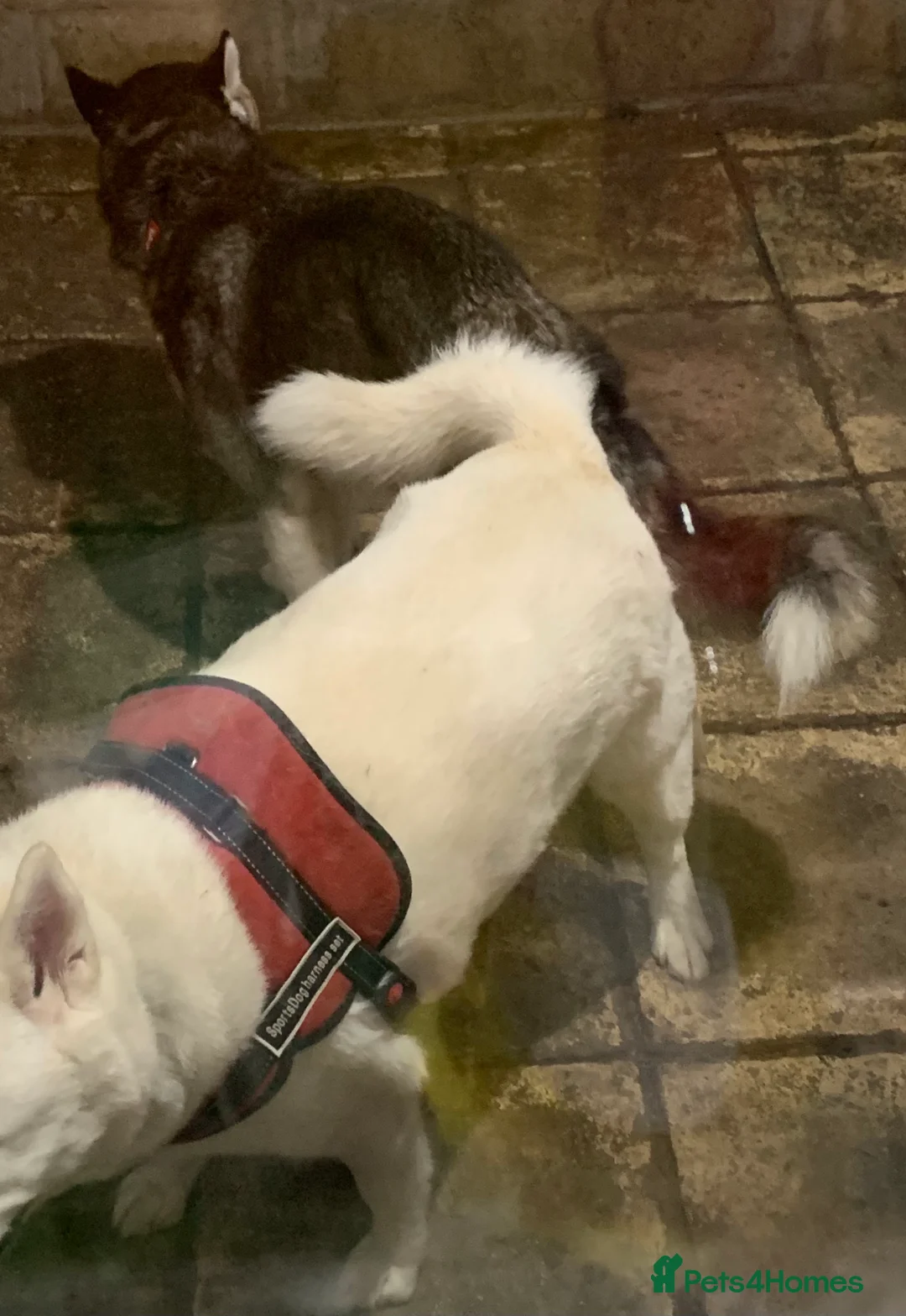 Siberian Husky dogs for stud: 🐺Lucky🐺 in Birmingham - Advert 4
