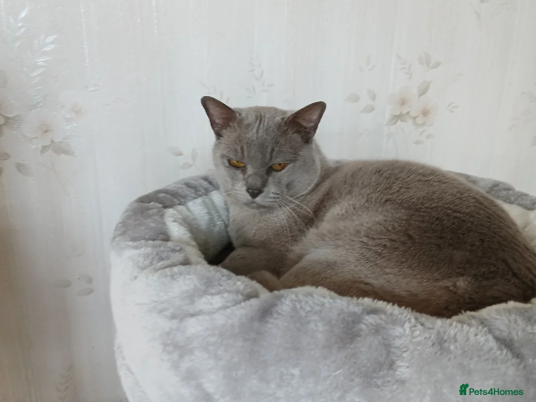 Burmese cats for sale: Lilac Burmese Male. GCCF Reg. Neutered.  - Advert 1