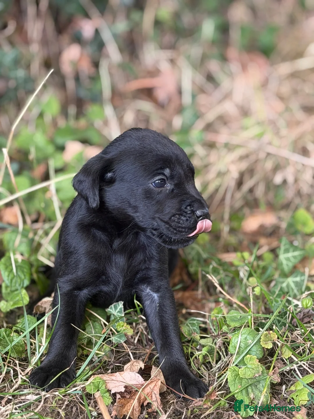 Labrador Retriever dogs for sale: Working line KC reg black dog puppies in Diss - Advert 6