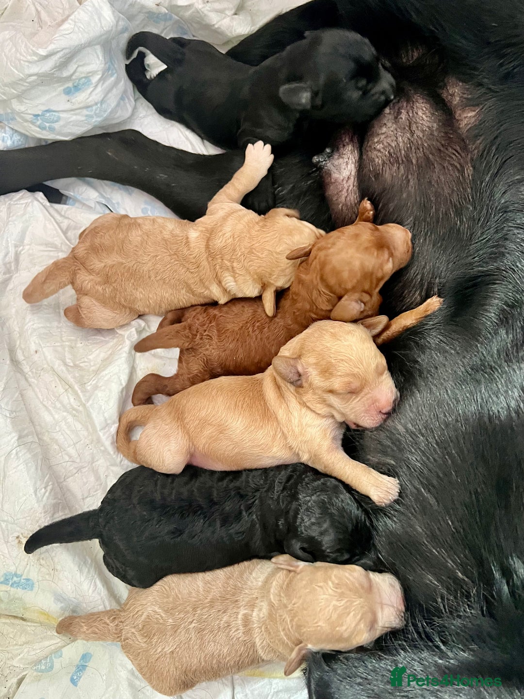 Labradoodle dogs for sale: Gorgeous Litter of F1 Labradoodle Puppies  in Lydbury North - Image 13