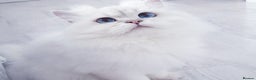 Scottish Fold cats for sale: Scottish Straight/British longhair  - Advert 2