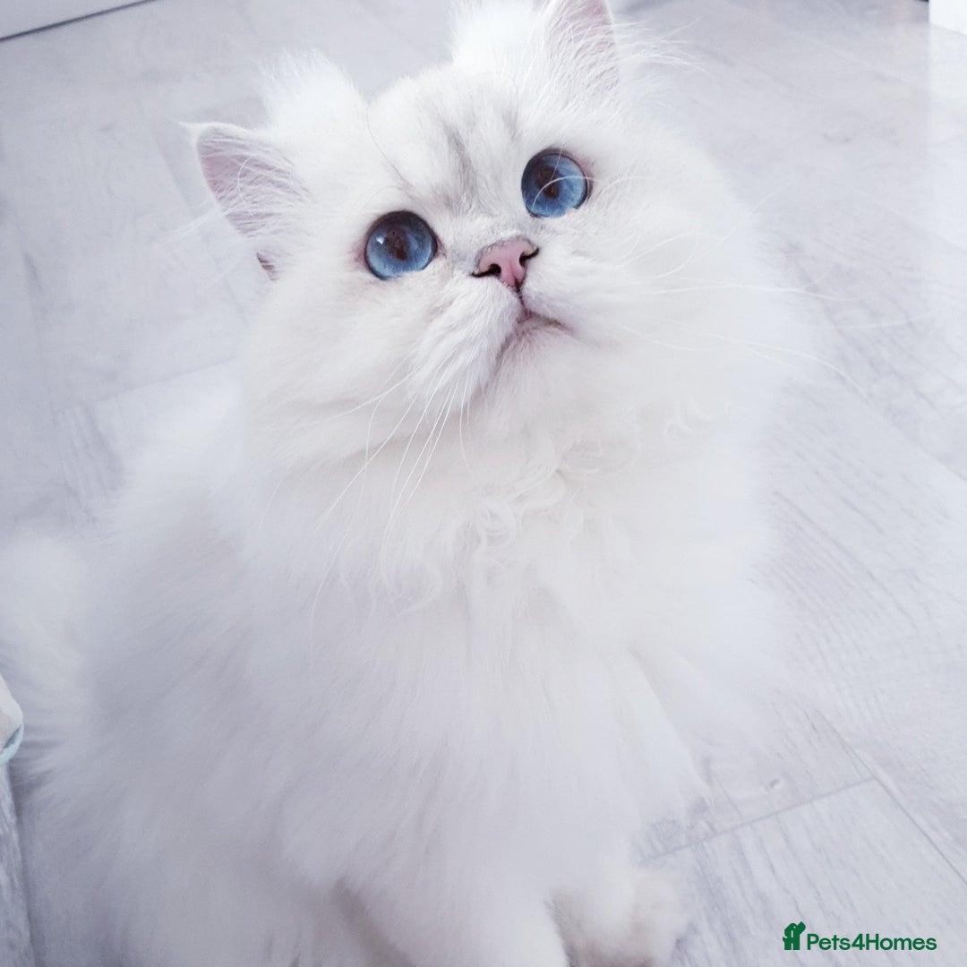 Scottish Fold cats for sale: Scottish Straight/British longhair  - Advert 2