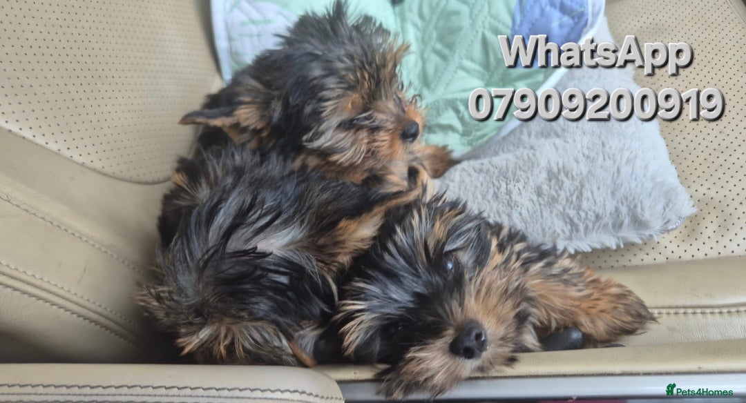 Yorkshire Terrier dogs for sale: Yorkshire Terrier Baby face boys for Sale  😍 - Image 4