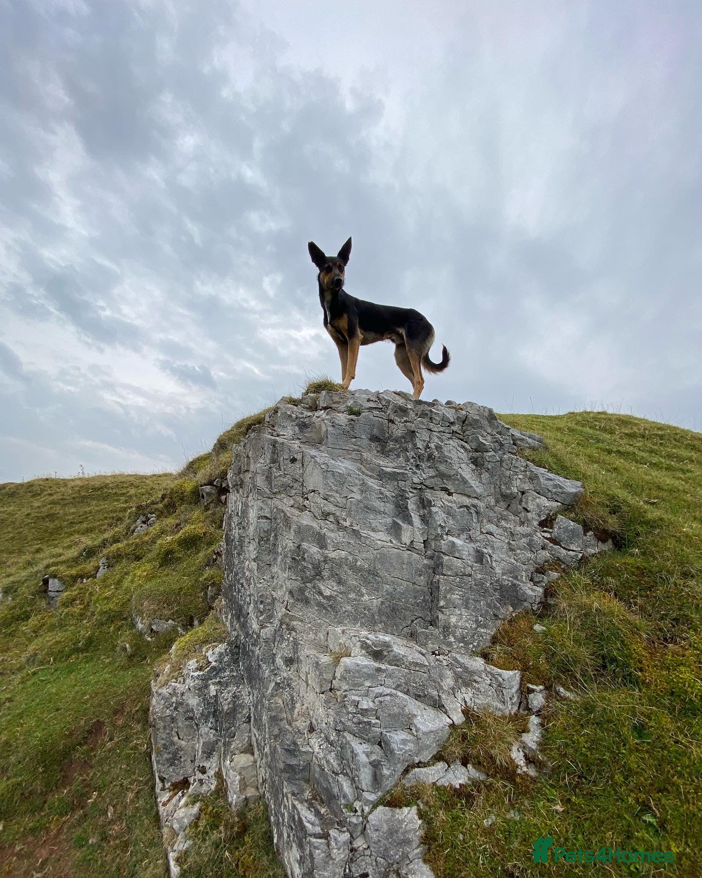 Huntaway dogs Huntaway x collie - Advert 1