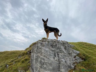 Huntaway dogs Huntaway x collie - Advert 8