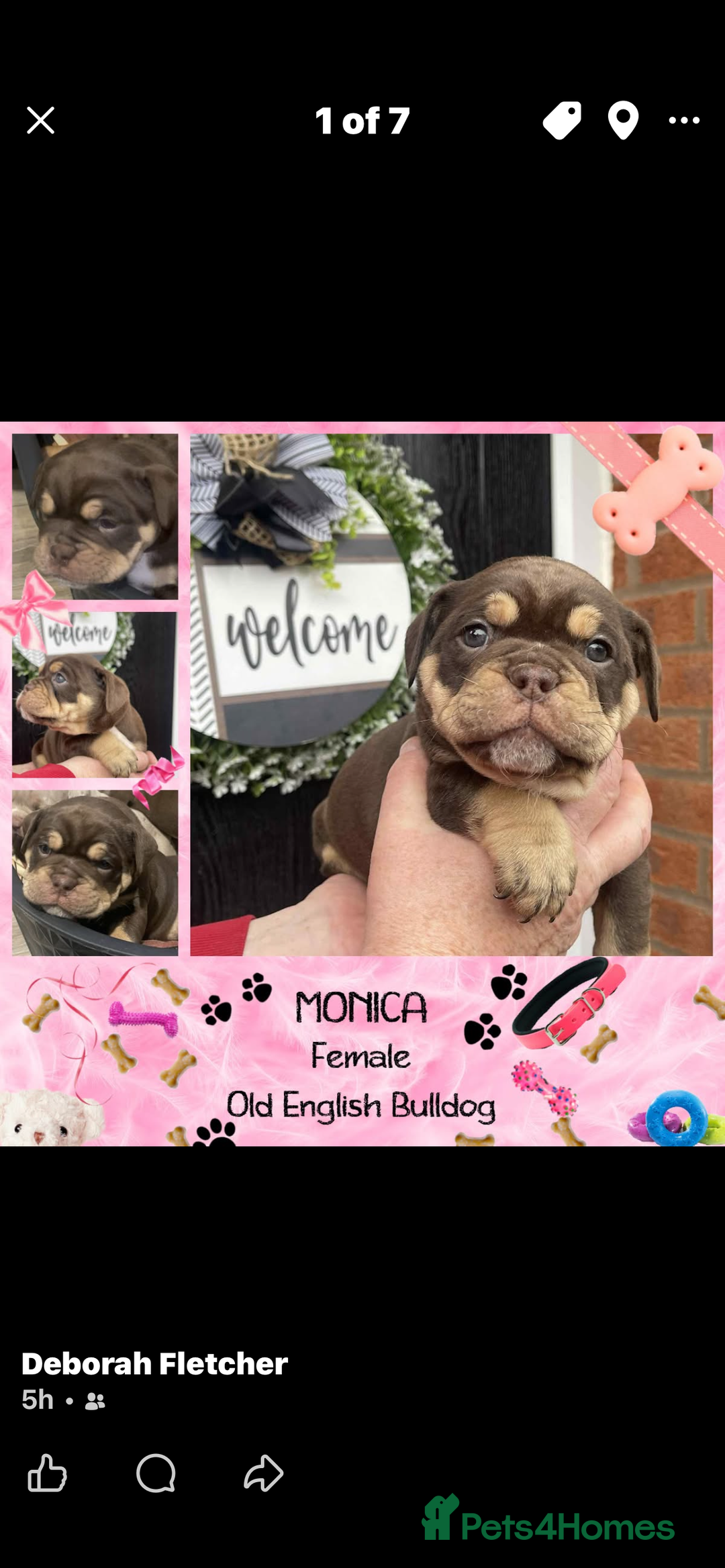 Olde English Bulldogge dogs for sale: Olde English Bulldogs - Advert 17