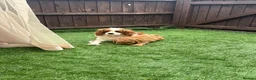 Cavapoo dogs for sale: Stunning deep red cavapoos  - Advert 6