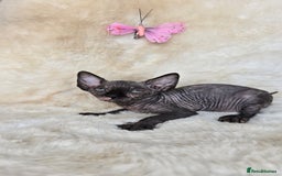 Sphynx cats for sale: Sphynx kittens bominant odd eyes  - Image 4