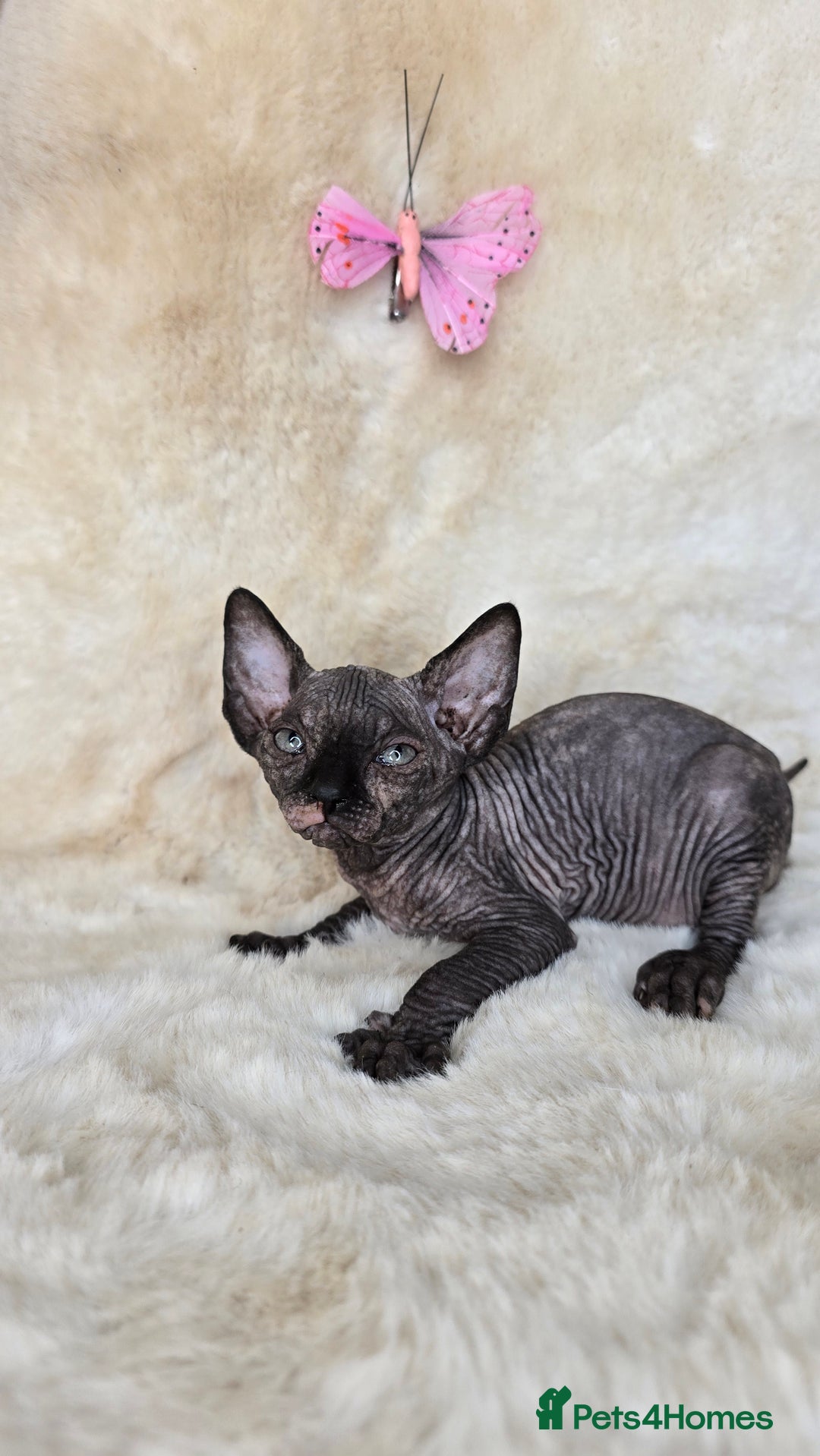 Sphynx cats for sale: Sphynx kittens bominant odd eyes  - Image 4