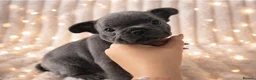 French Bulldog dogs for sale: 6 week French bulldog puppy  in Northampton - Advert 5
