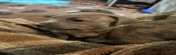 Mixed Breed dogs for sale: Miniature Dachshund X Staffy puppies - Advert 9