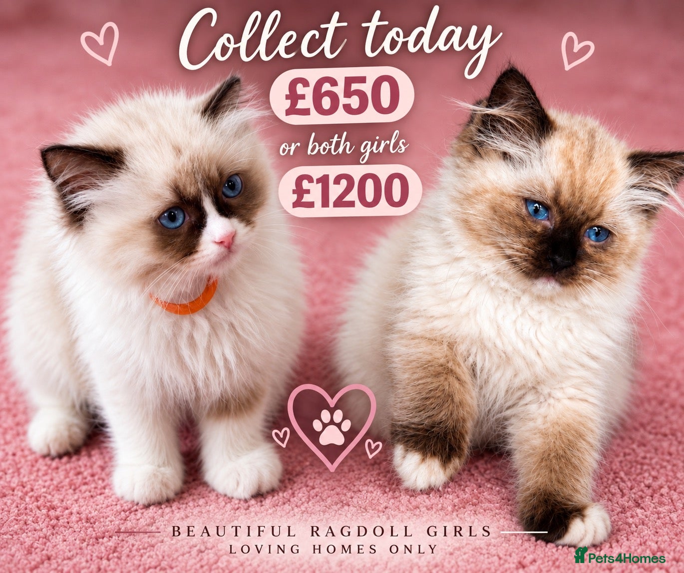 Ragdoll cats READY NOW!! SEAL BI-COLOUR & SEAL MITTED 👸🏼 - Advert 2