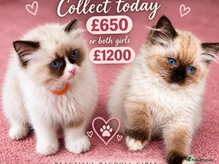 Ragdoll cats READY NOW!! SEAL BI-COLOUR & SEAL MITTED 👸🏼 - Advert 2